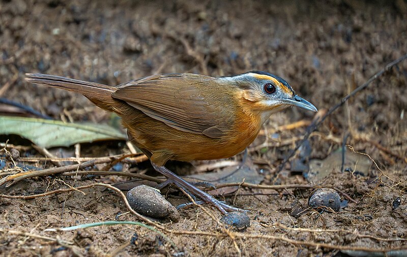 Javan Black-capped Babbler (Pellorneum capistratum) photo