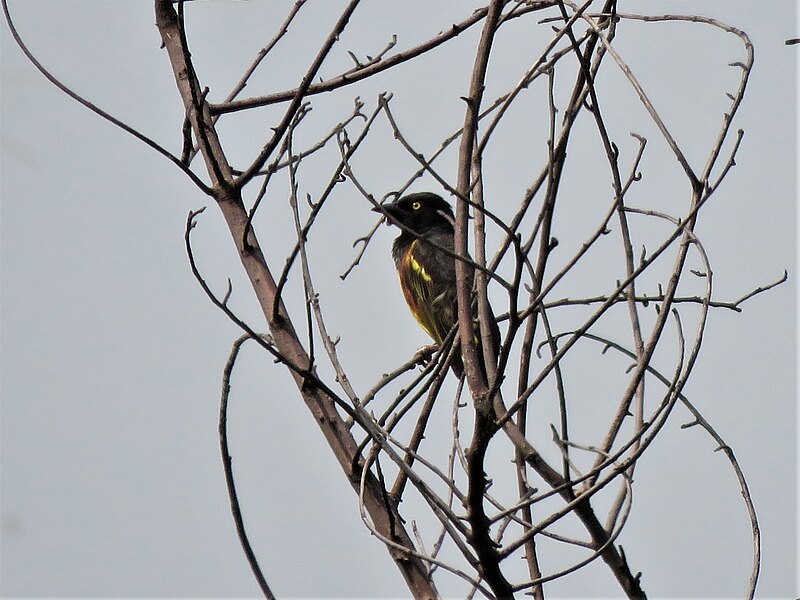 Weyns's Weaver (Ploceus weynsi) photo