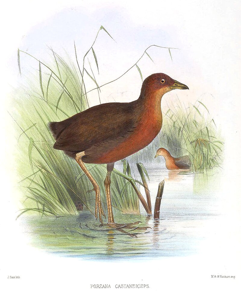 Chestnut-headed Crake (Anurolimnas castaneiceps) photo