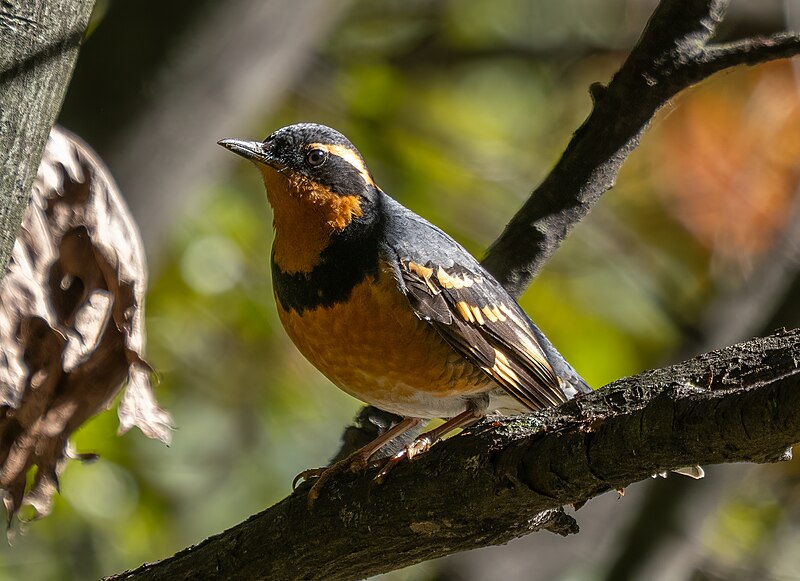 Varied Thrush (Ixoreus naevius) photo