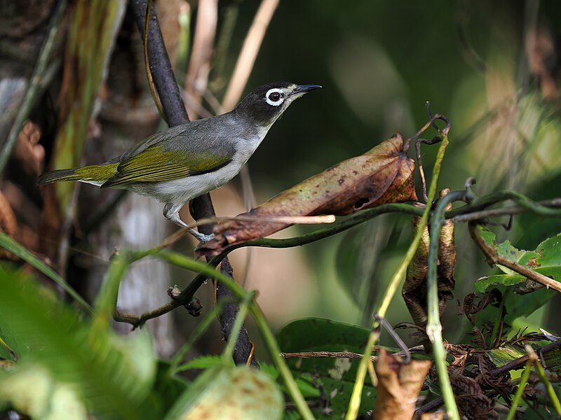 Morotai White-eye (Zosterops dehaani) photo