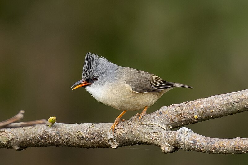 Black-chinned Yuhina (Yuhina nigrimenta) photo