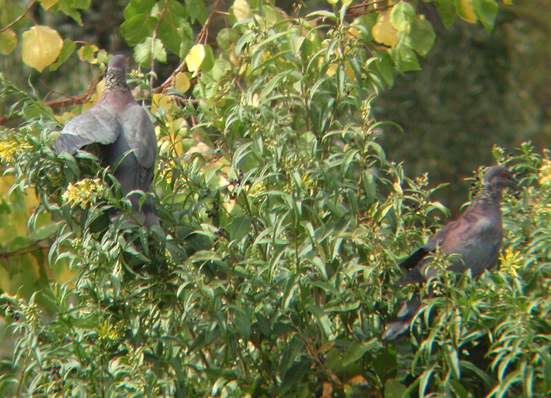 Chilean Pigeon (Patagioenas araucana) photo