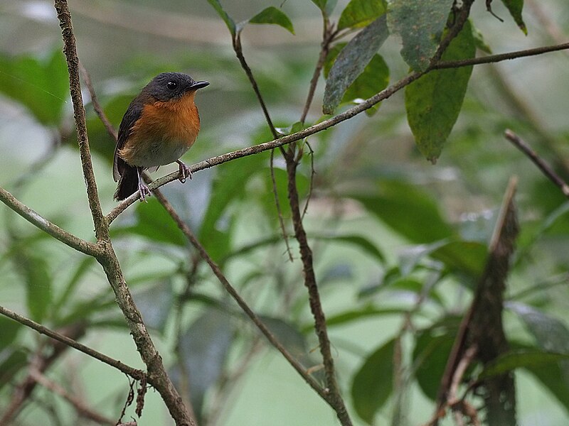 Cinnamon-chested Flycatcher (Ficedula buruensis) photo