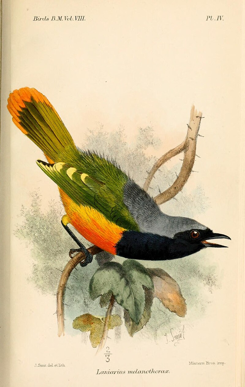 Many-colored Bushshrike (Chlorophoneus multicolor) photo