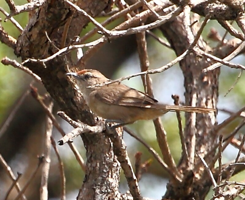 Plain Thornbird (Phacellodomus inornatus) photo