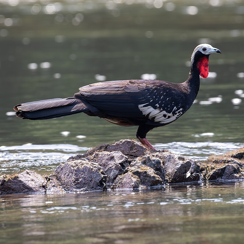 Red-throated Piping-Guan (Pipile cujubi) photo