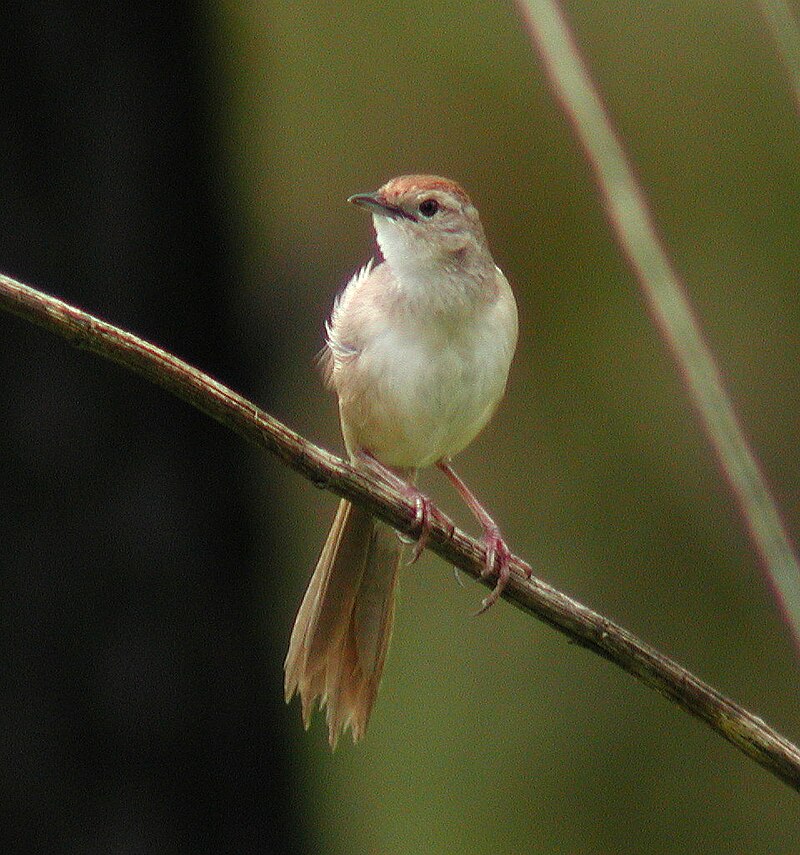 Tawny Grassbird (Cincloramphus timoriensis) photo
