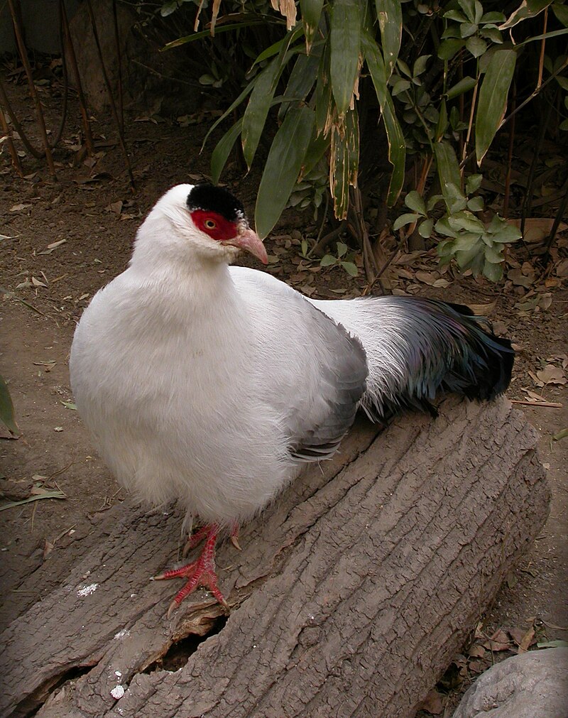 White Eared-Pheasant (Crossoptilon crossoptilon) photo