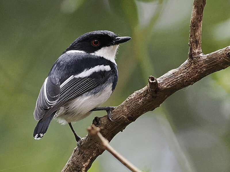 Dark Batis (Batis crypta) photo