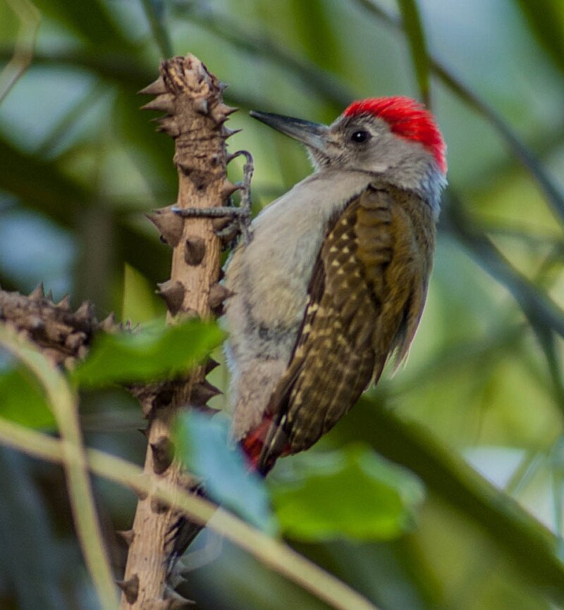 African Gray Woodpecker (Dendropicos goertae) photo