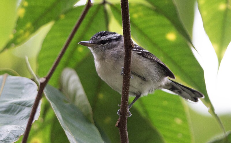 Roraiman Antwren (Herpsilochmus roraimae) photo