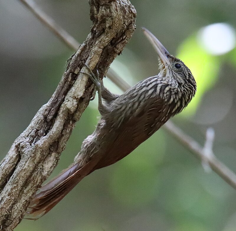 Ivory-billed Woodcreeper (Xiphorhynchus flavigaster) photo