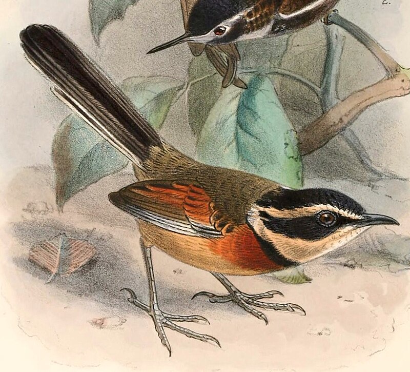 Elegant Crescentchest (Melanopareia elegans) photo