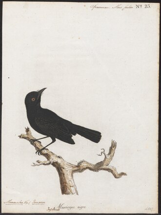 Tahiti Monarch (Pomarea nigra) photo