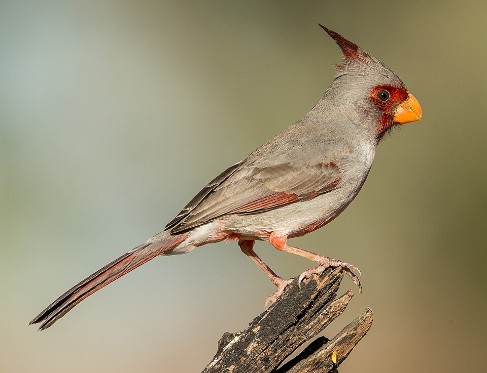 Pyrrhuloxia (Cardinalis sinuatus)