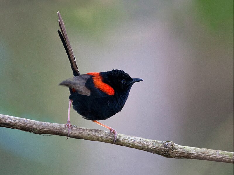 Red-backed Fairywren (Malurus melanocephalus) photo
