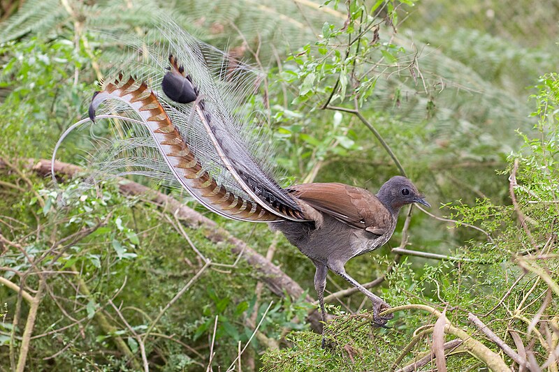Superb Lyrebird (Menura novaehollandiae) photo