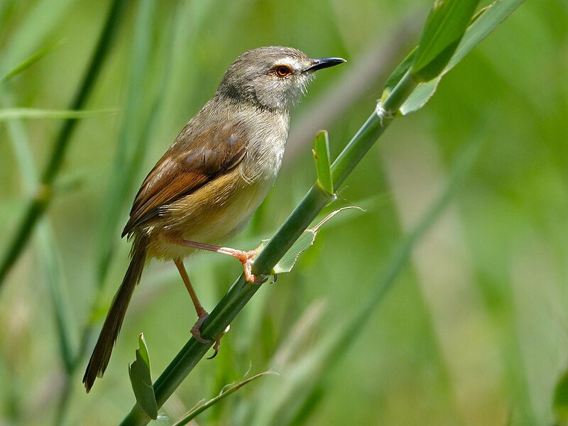 Tawny-flanked Prinia (Prinia subflava) photo