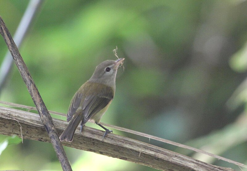 Puerto Rican Vireo (Vireo latimeri) photo