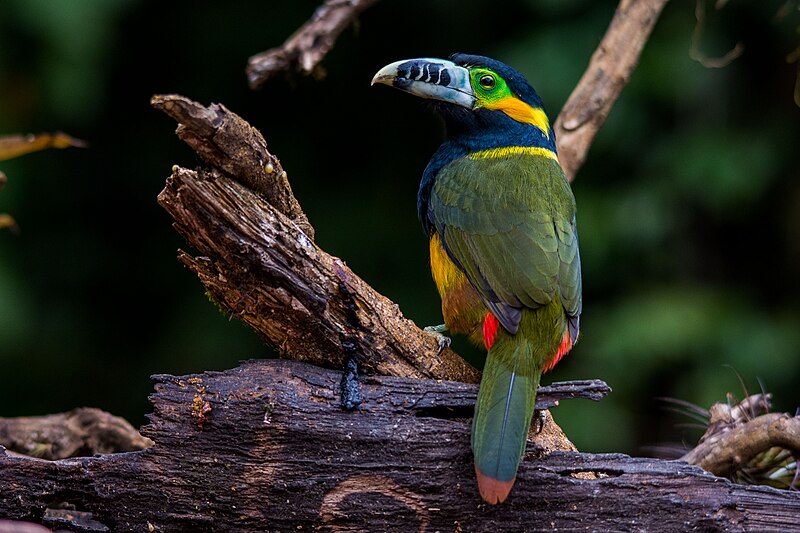 Spot-billed Toucanet (Selenidera maculirostris) photo