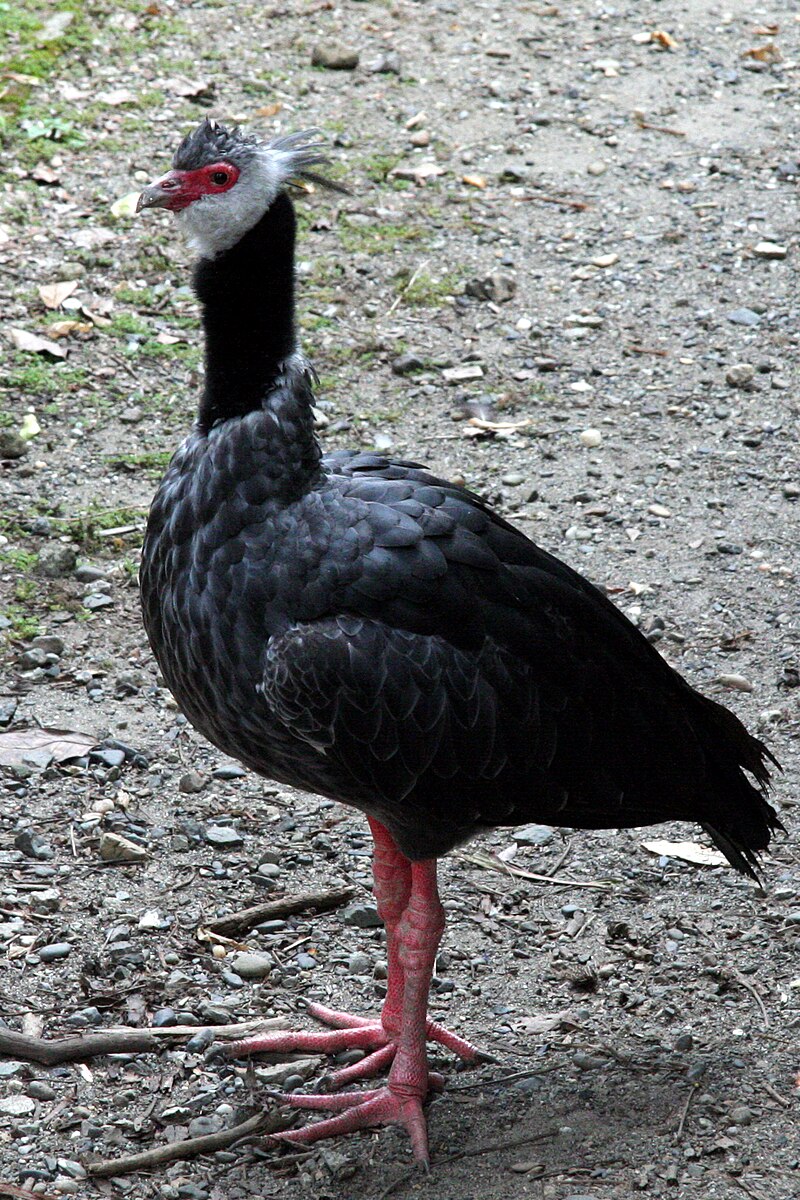 Northern Screamer (Chauna chavaria) photo