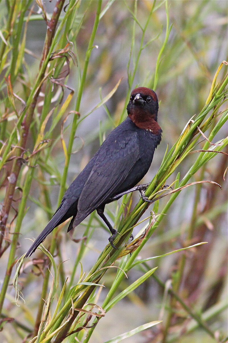 Chestnut-capped Blackbird (Chrysomus ruficapillus) photo