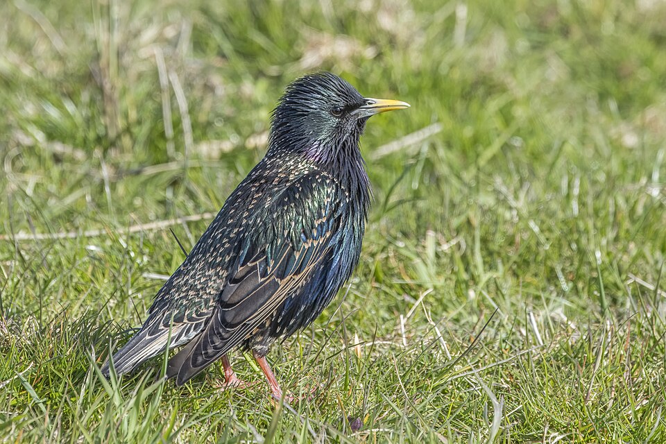 European Starling (Sturnus vulgaris)