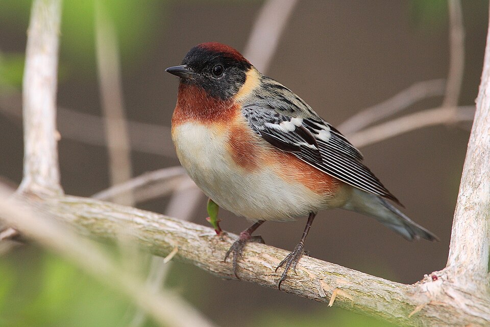Bay-breasted Warbler (Setophaga castanea)
