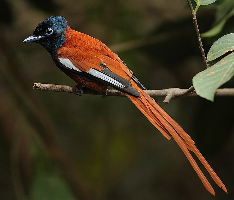 Black-headed Paradise-Flycatcher (Terpsiphone rufiventer) photo