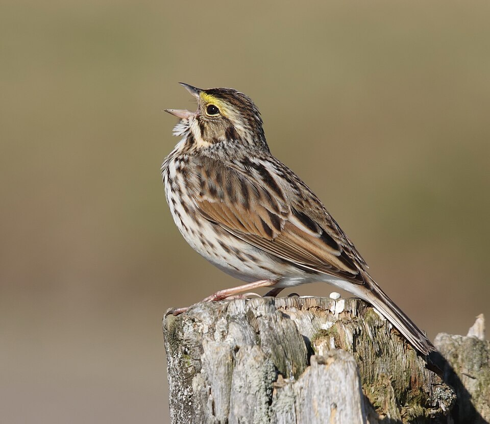 Savannah Sparrow (Passerculus sandwichensis)