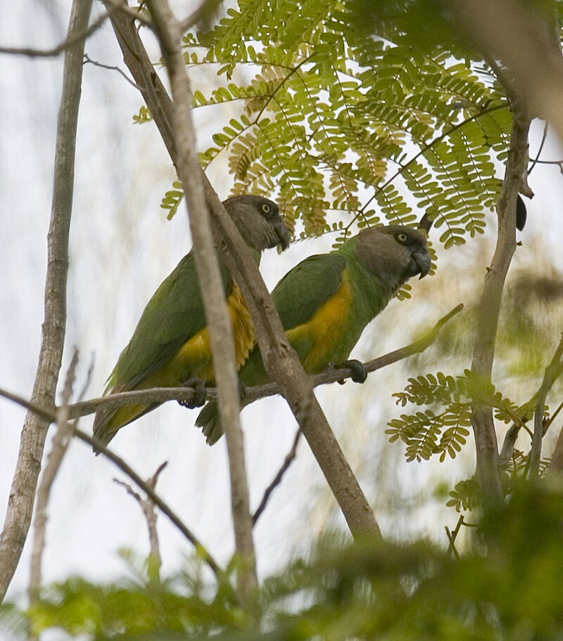 Senegal Parrot (Poicephalus senegalus) photo