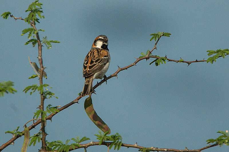 Shelley's Rufous Sparrow (Passer shelleyi) photo