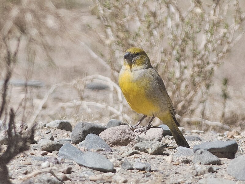 Puna Yellow-Finch (Sicalis lutea) photo