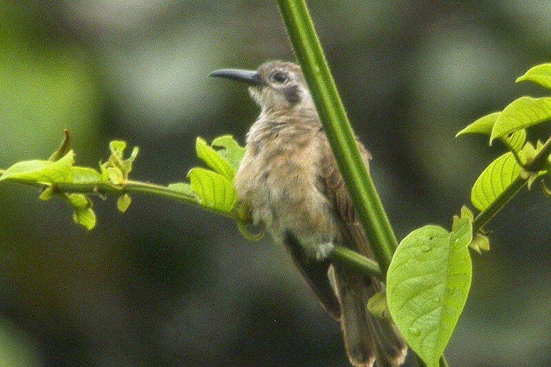 Long-billed Cuckoo (Chalcites megarhynchus) photo