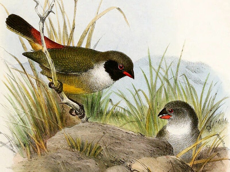 Angola Waxbill (Coccopygia bocagei) photo