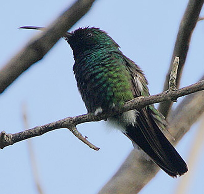 Green-throated Mango (Anthracothorax viridigula) photo