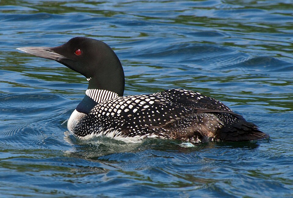 Common Loon (Gavia immer)