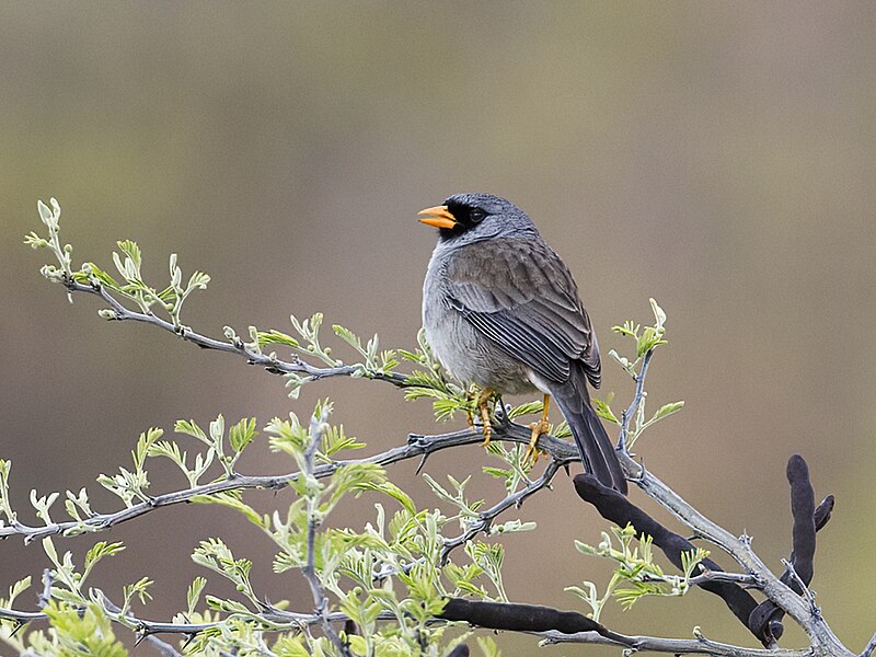 Gray-winged Inca-Finch (Incaspiza ortizi) photo