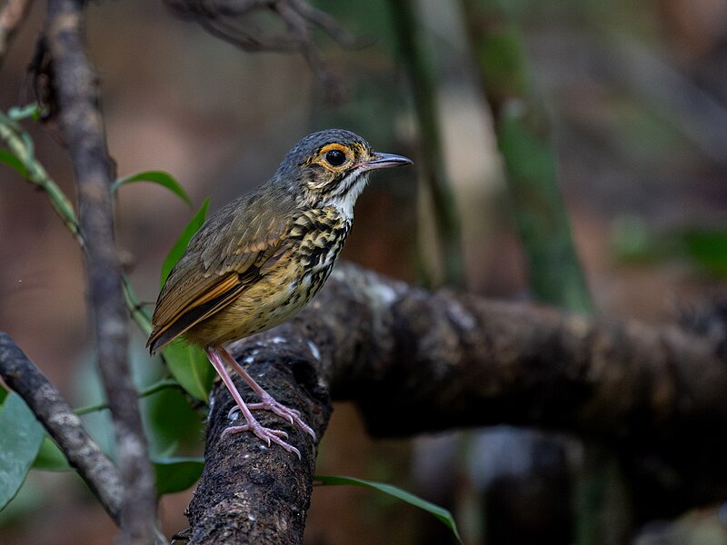 Alta Floresta Antpitta (Hylopezus whittakeri) photo
