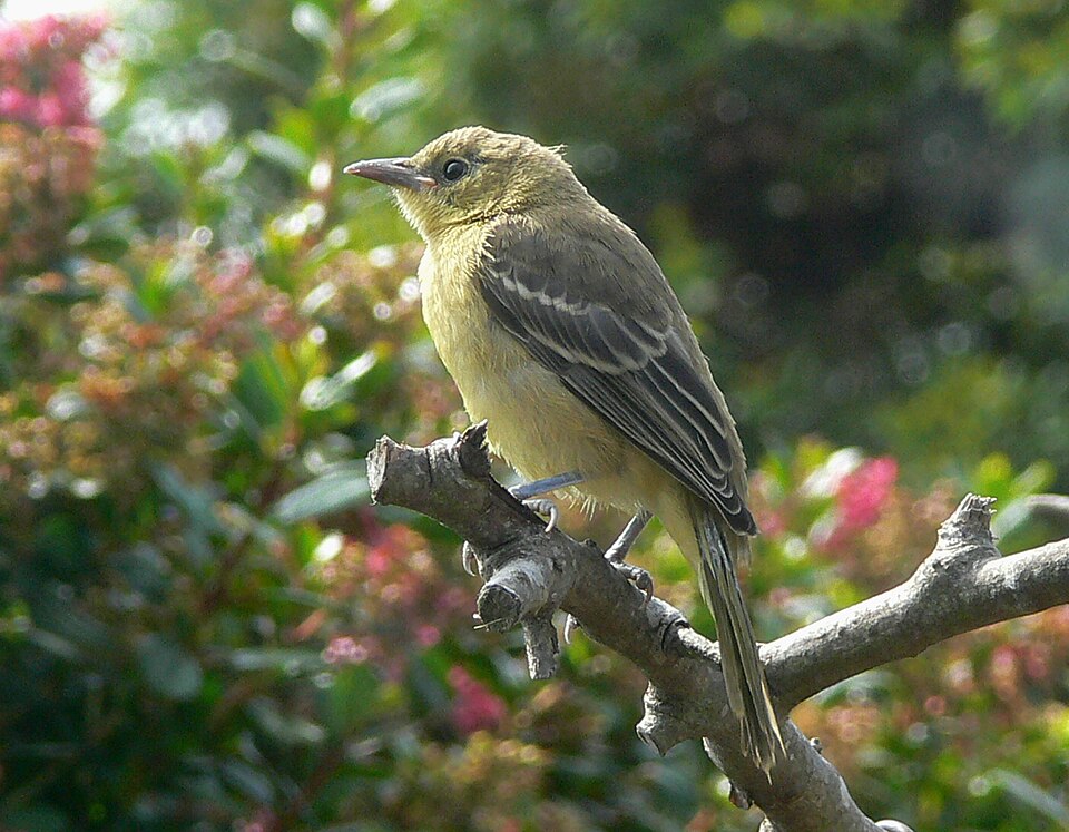 Hooded Oriole (Icterus cucullatus)