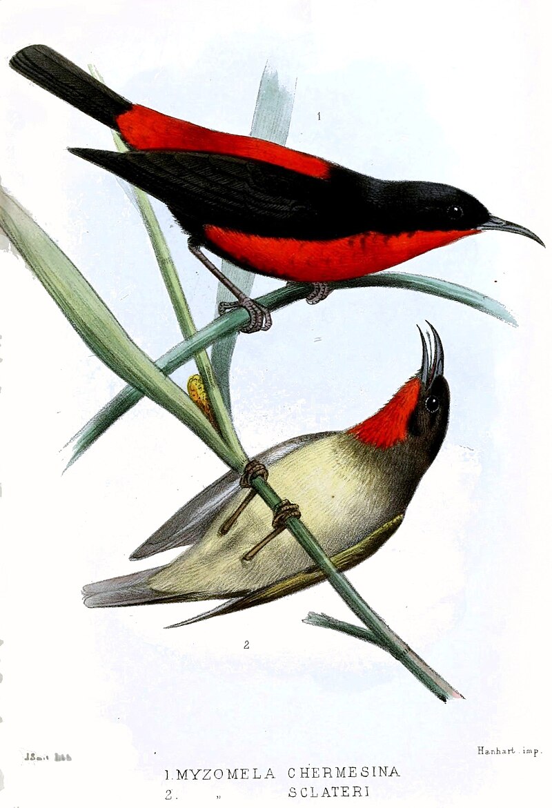 Sclater's Myzomela (Myzomela sclateri) photo