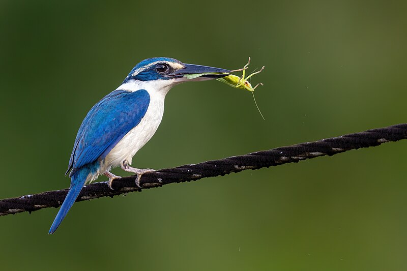 Pacific Kingfisher (Todiramphus sacer) photo