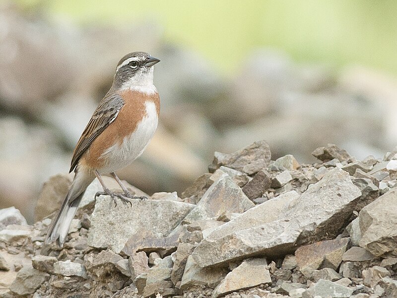 Bolivian Warbling Finch (Poospiza boliviana) photo