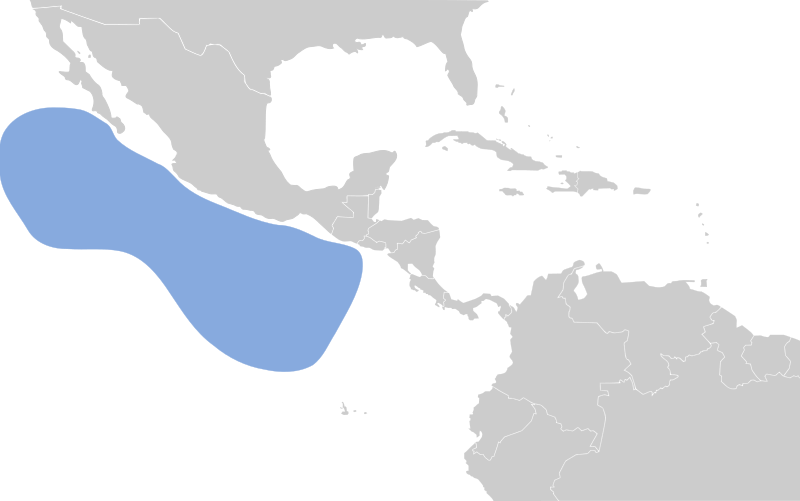 Townsend's Shearwater (Puffinus auricularis) photo