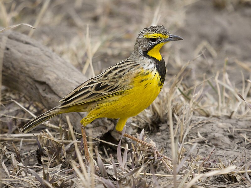 Yellow-throated Longclaw (Macronyx croceus) photo