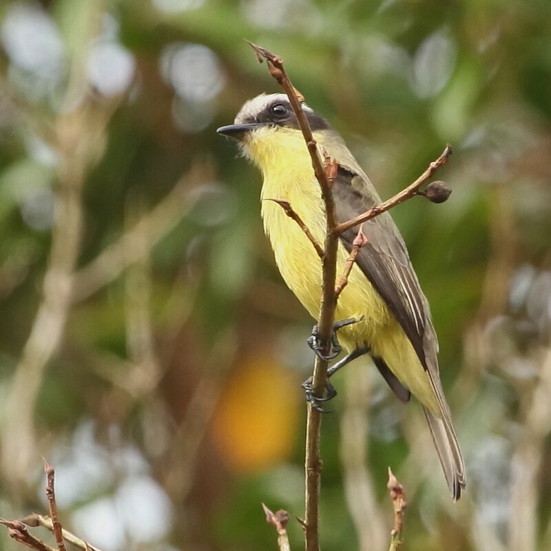 Three-striped Flycatcher (Conopias trivirgatus) photo