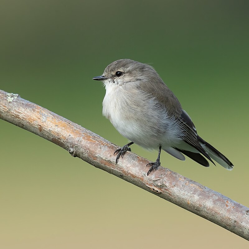 Jacky-winter (Microeca fascinans) photo