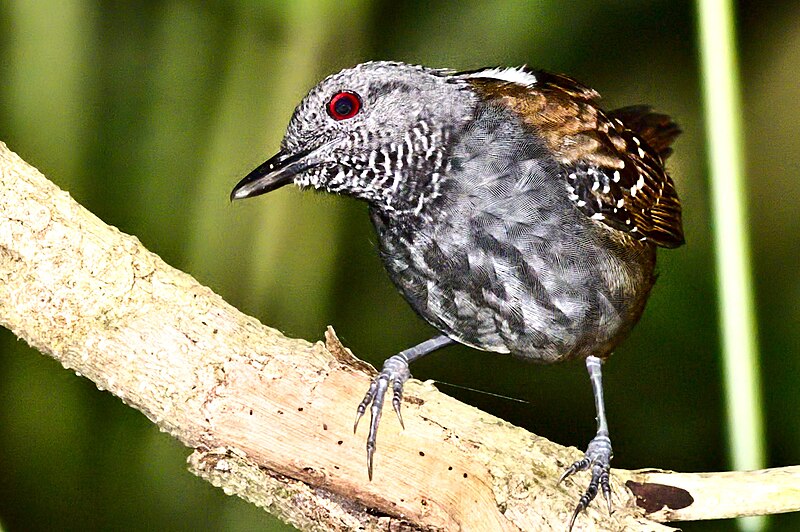 Magdalena Antbird (Sipia palliata) photo