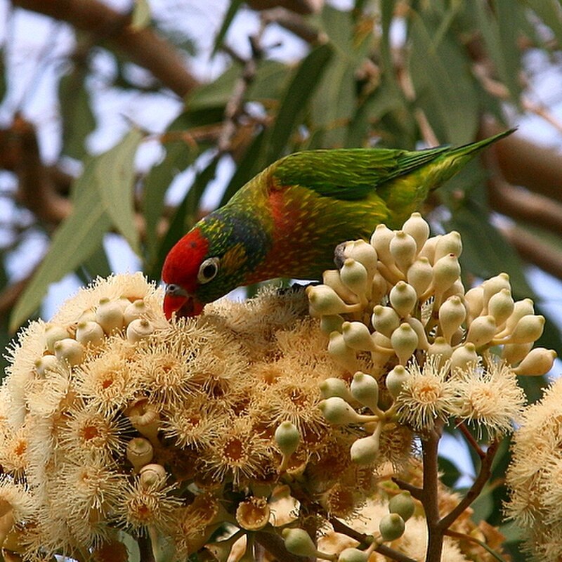 Varied Lorikeet (Psitteuteles versicolor) photo